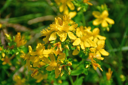 St. John wort, medicinal plant with flowerの写真素材