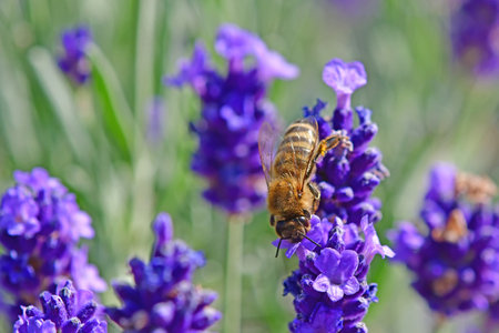 lavender, flower of the medicinal herb with beeの写真素材