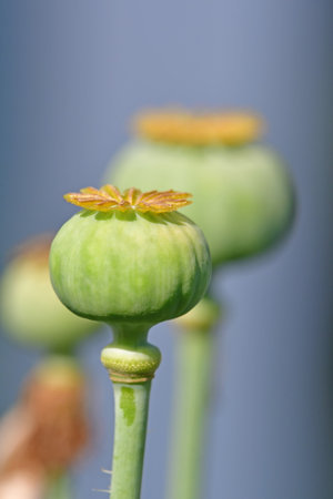 opium poppy with capsule in a garden in summerの写真素材