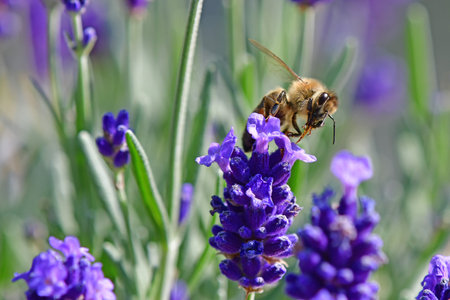 lavender, flower of the medicinal herb with beeの写真素材