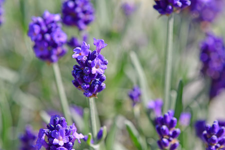 lavender, flower of the medicinal herbの写真素材