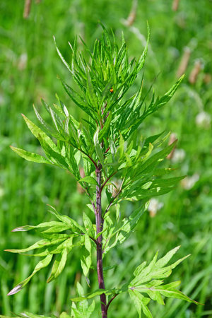 common mugwort, medicinal plant with leavesの写真素材