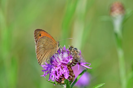 Meadow brown, butterfly on a flower together with a beeの写真素材