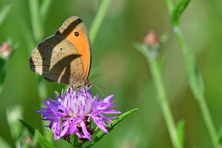 Meadow brown butterfly on a flowerの写真素材