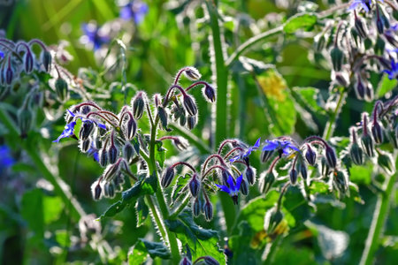Borage, flower of the spice and medicinal plant in back-lightingの写真素材