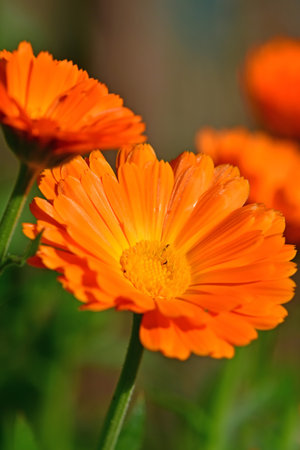 Calendula, medicinal plant with flowerの写真素材