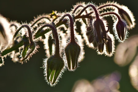 Borage, flower of the spice and medicinal plant in back-lightingの写真素材