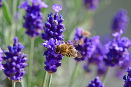 lavender, flower of the medicinal herb with beeの写真素材