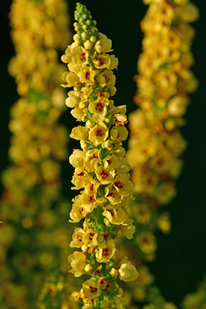 the black mullein medicinal plant with flower