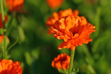 marigold, medicinal herb with flowersの写真素材
