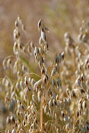 ripe oat, closeup of the head in summer in Germanyの写真素材
