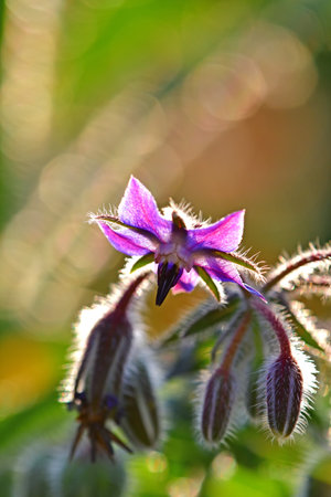 Borage, spice and medicine with flowerの写真素材