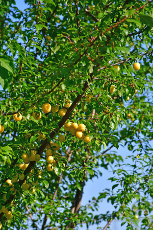 cherry plum with yellow fruits in summer in Germanyの写真素材