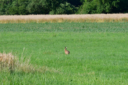 common hare on a meadow in summer in Germanyの写真素材