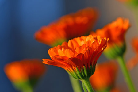 Marigold, medicinal herb with flower with a blurred background with flowersの写真素材