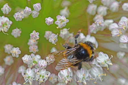 large garden bumblebee on leek flowerの写真素材