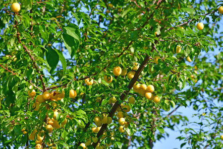 cherry plum with yellow fruits in summer in Germanyの写真素材