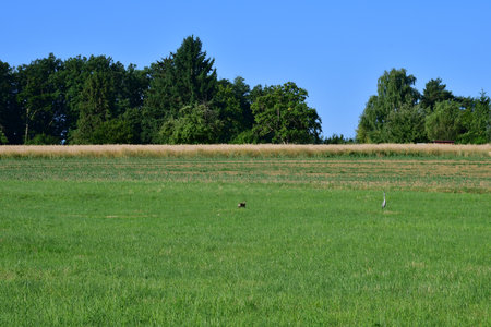 common hare together with a common heron on a meadow in summer in Germanyの写真素材