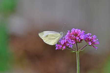 cabbage butterfly on flower of a thistleの写真素材