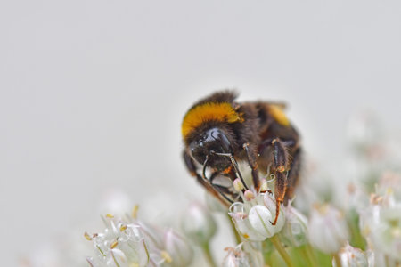 large garden bumblebee on leek flowerの写真素材