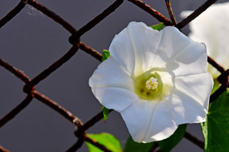 hedge-bindweed on a fence with white flowers in backlit