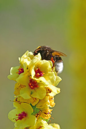 bumblebee on black mullein flower