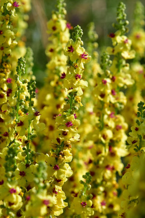 the black mullein, medicinal plant with flowerの写真素材