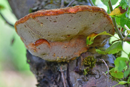 shaggy bracket on an apple tree