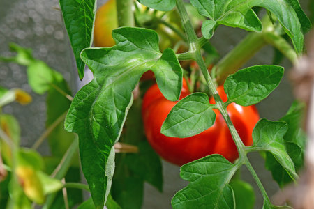tomato, ripe fruit on a plant hidden between the green