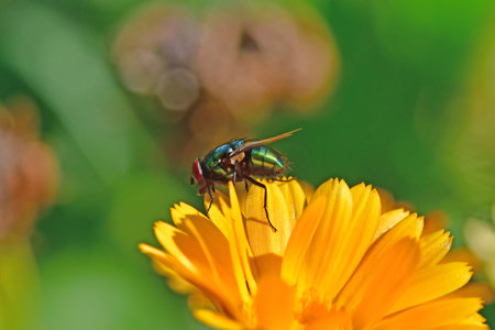 The common greenbottle fly on a marigold flower in summer in Germany