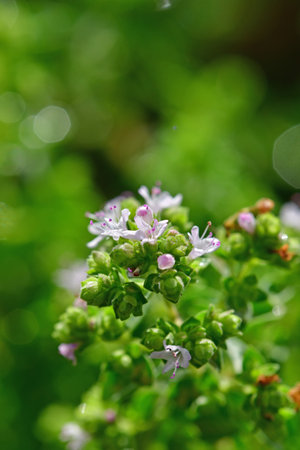 Oregano, spice and medicinal plant with flowerの写真素材