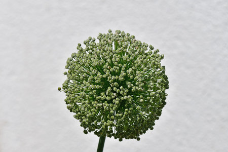 Leek head with seeds in late summer