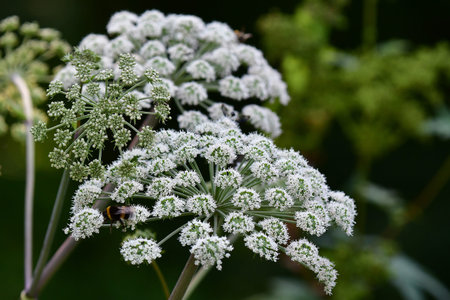 Angelica, medicinal herb with flowers in summer