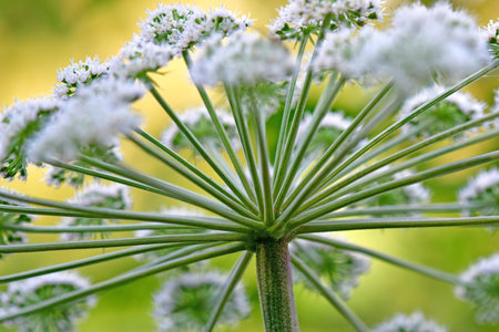 Angelica, medicinal herb with flowers in summerの写真素材