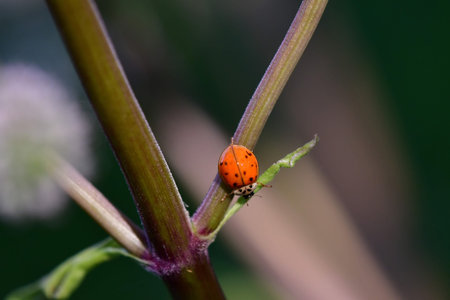 multicolored Asian lady beetle on an angelica plant
