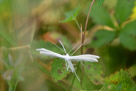 the white plume moth in a meadow in summer in Germanyの写真素材
