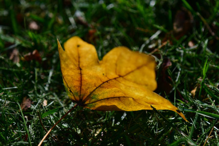 autumnal painted leaf in back lightingの写真素材