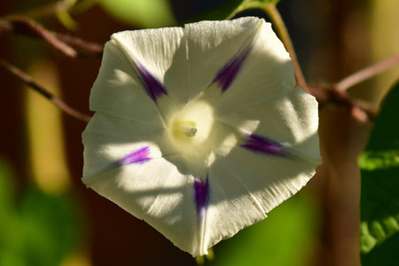 Morning glory with white and violet striped flowers in back lighting