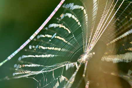 spider web in back lighting in summer with rainbow colors