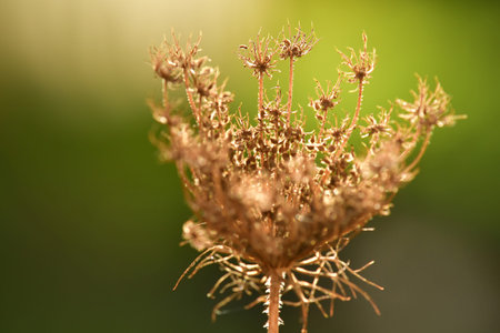 wild carrots with faded flowers with seeds in back-lighting in summer