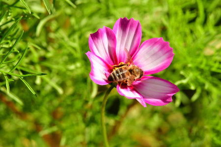 bee on a cosmea flower in late summer