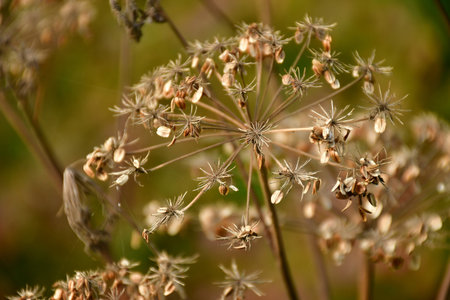 Angelica sylvestris, medicinal plant with seeds