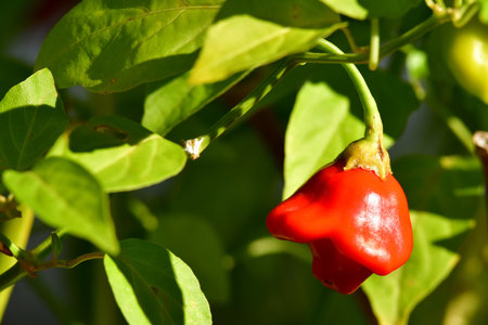bishop's crown chili on its plantの写真素材