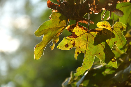 autumnal colored maple leaves in backlit