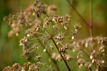 Angelica sylvestris, medicinal plant with seedsの写真素材