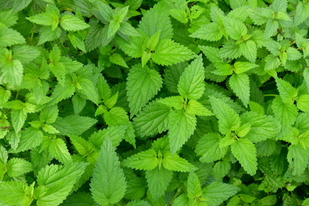 stinging nettles in a full frame
