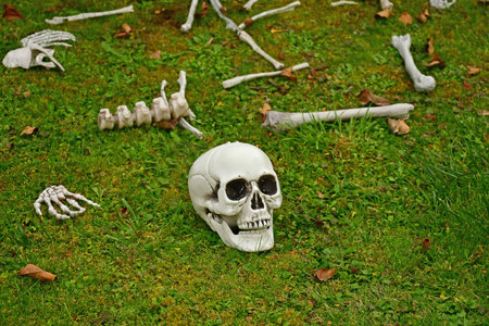Halloween decoration with skull and bones in a gardenの写真素材