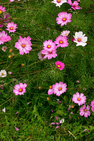 Cosmea flowers in autumn in a gardenの写真素材