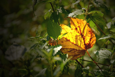autumnal colored maple leaf, between stinging nettles in spot light