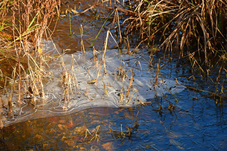 ice on a lake in winter with cattails